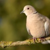 Hrdlicka zahradni - Streptopelia decaocto - Eurasian Collared-Dove 7652